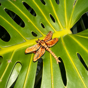 Pregadeira Cerâmica Libelinha Mel